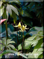 nodding yellow flowers